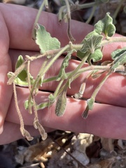 Aristolochia peninsularis