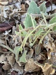 Aristolochia peninsularis