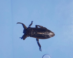 Lethocerus patruelis