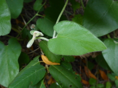 Aristolochia californica