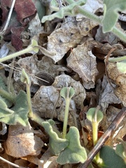 Aristolochia peninsularis