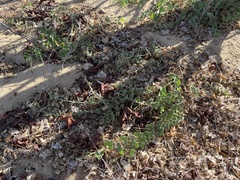 Aristolochia peninsularis