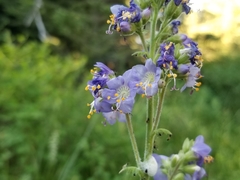 Polemonium occidentale occidentale