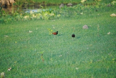 Jacana spinosa