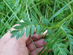 Polemonium occidentale occidentale