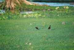 Jacana spinosa