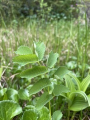 Sanguisorba stipulata