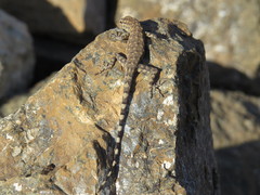 Pristurus celerrimus