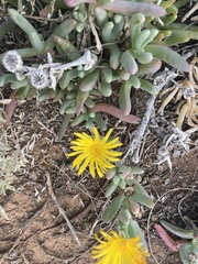 Disphyma crassifolium