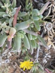 Disphyma crassifolium