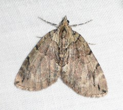 Hydriomena divisaria
