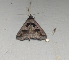 Tephriopis divulsa