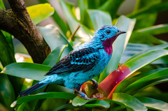 Spangled Cotinga photo 3