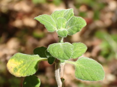 Clinopodium chandleri