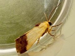 Acontia thapsina