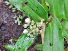 Tradescantieae