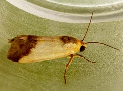 Acontia thapsina