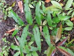 Tradescantieae