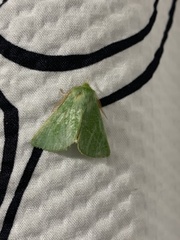 Jochroa chlorogastra