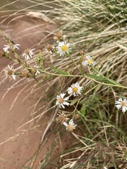 Symphyotrichum welshii