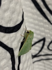 Jochroa chlorogastra