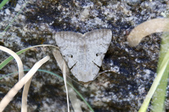 Catocala abbreviatella