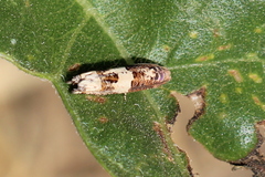 Suleima baracana