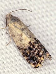 Cydia fletcherana