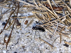 Cicindela abdominalis