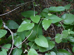 Aristolochia californica