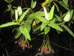 Aristeguietia glutinosa