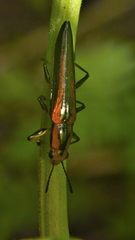 Langurites lineatus