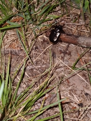 Osmoderma eremicola