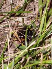Osmoderma eremicola