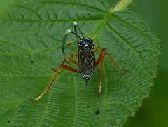 Baryceros audax
