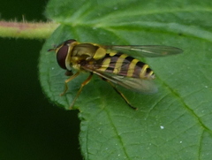 Syrphus knabi