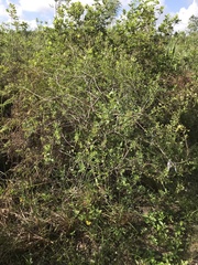 Bourreria cassinifolia