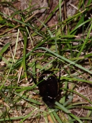 Osmoderma eremicola
