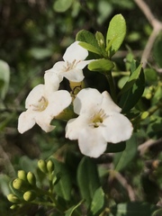 Bourreria cassinifolia