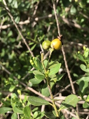 Bourreria cassinifolia