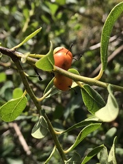 Bourreria cassinifolia