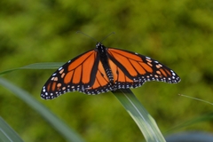 Danaus plexippus