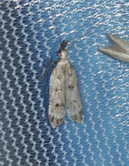 Dichomeris inversella