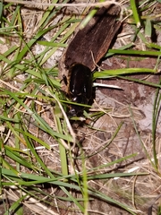Osmoderma eremicola