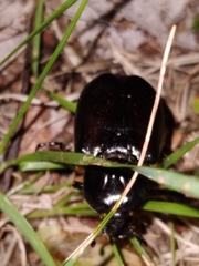 Osmoderma eremicola