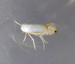 Phyllonorycter argentifimbriella