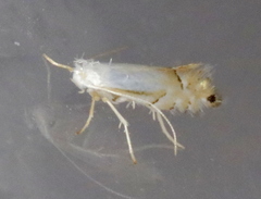 Phyllonorycter argentifimbriella