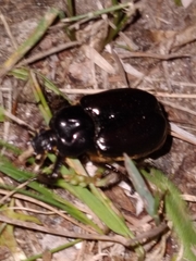Osmoderma eremicola