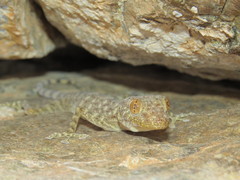 Ptyodactylus