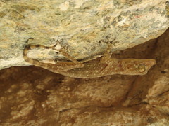 Ptyodactylus orlovi